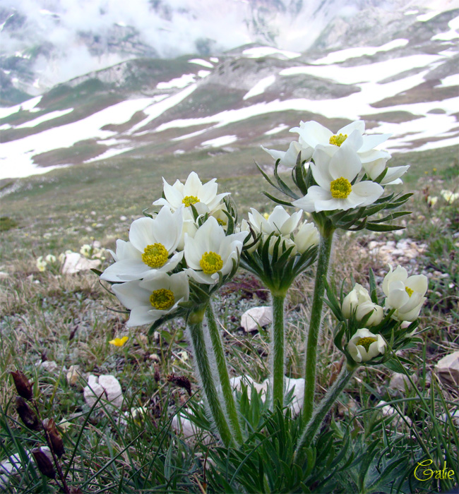 Anemone narcissiflora